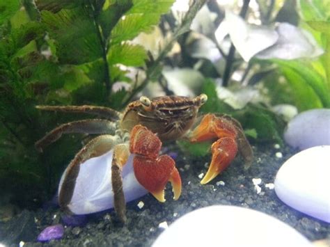 crab fish|9 Stunning Freshwater Crabs You Need For Your Aquarium.